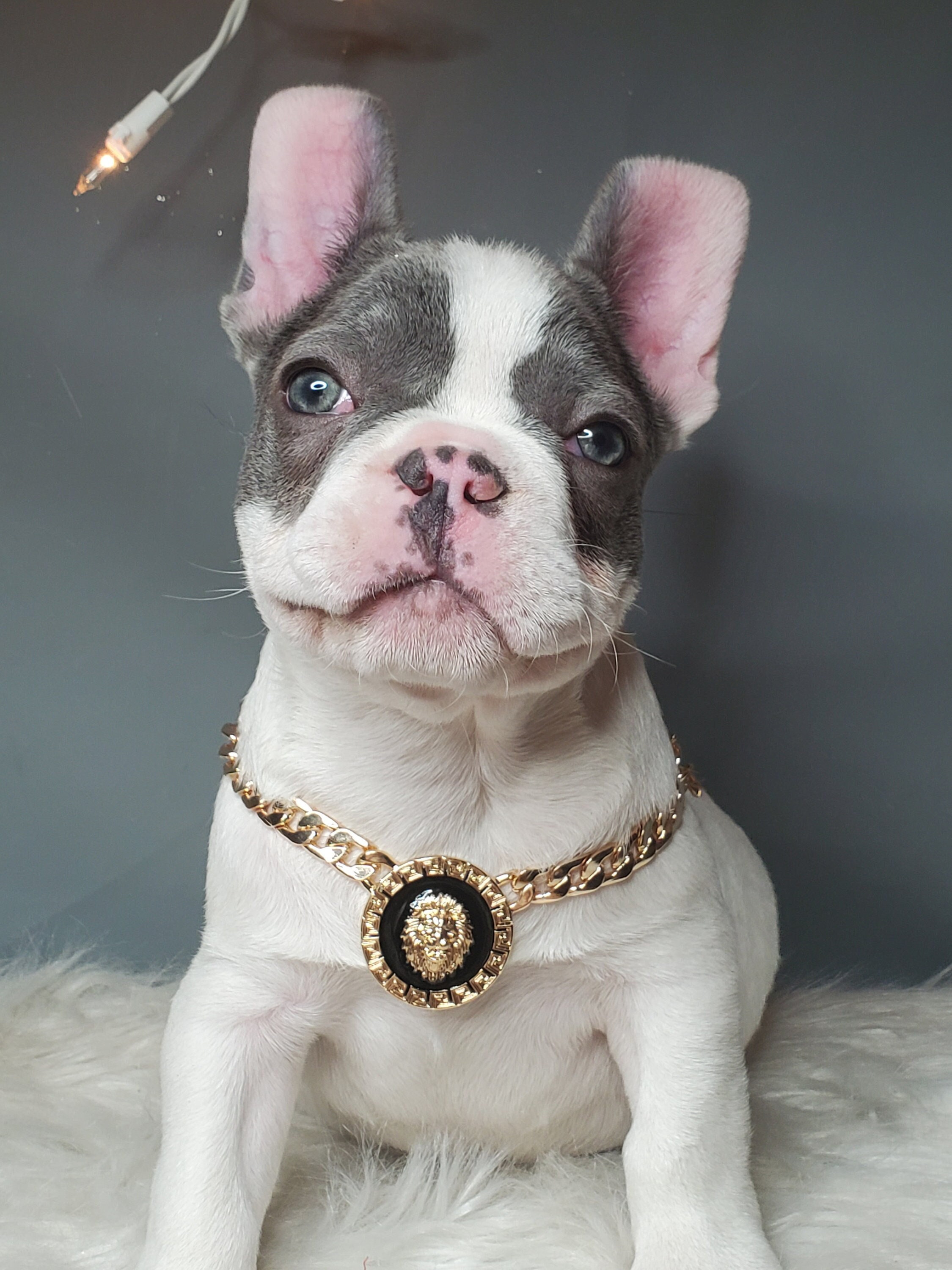 Silver Swang - Luxury Dog Collar – Marc Petite