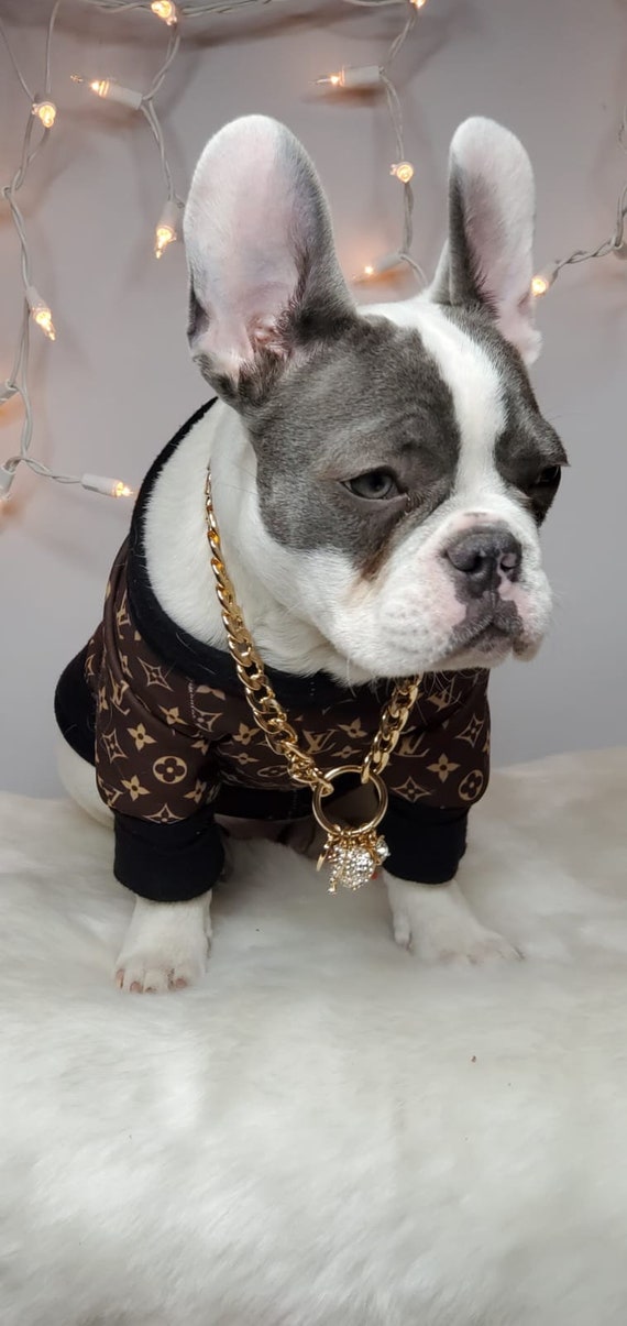 Meet Fluffy French Bulldogs Gucci & Louis Vuitton