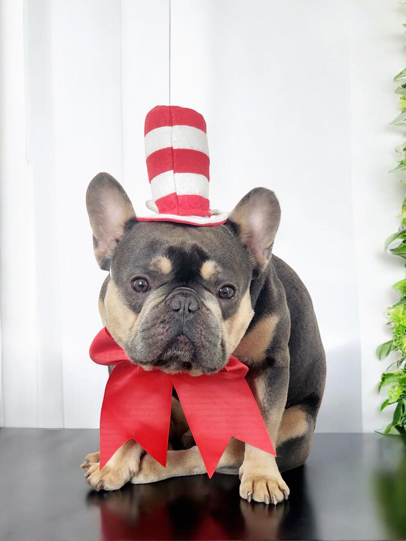 Cat In The Hat Dog Costumenull