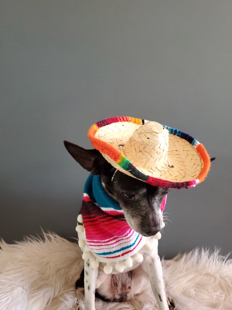 Set sombrero hat and bandanna scarf for dog or cat/ Halloween pet costume/ image 5