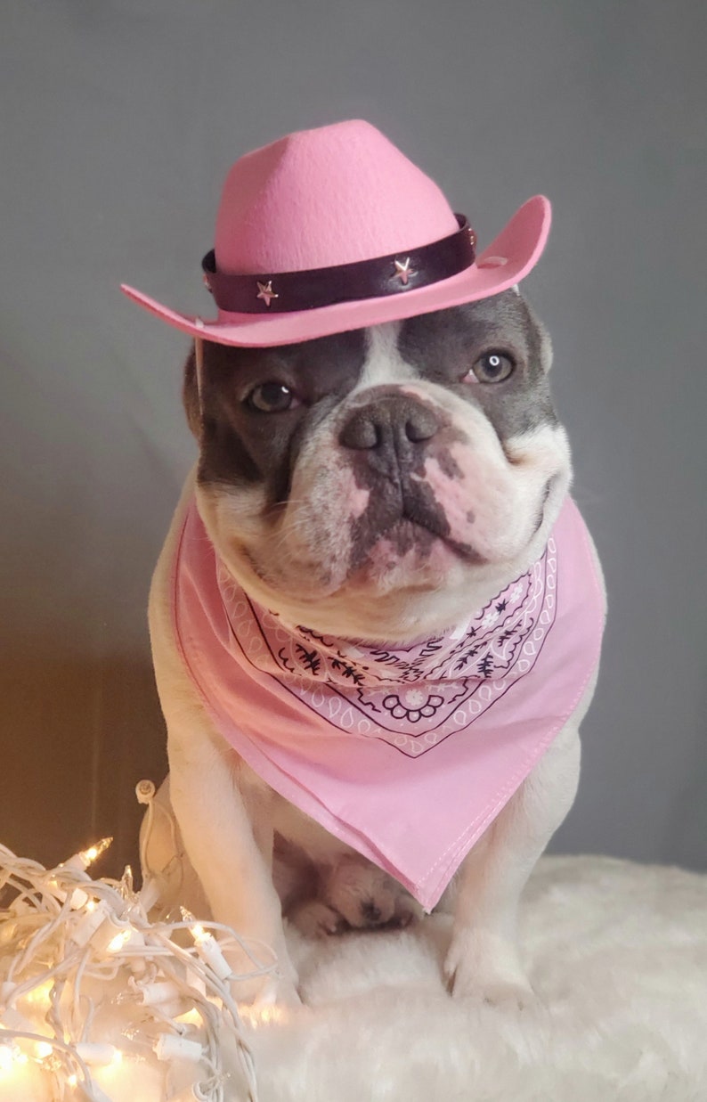 Cowboys hat for large dog /Dog costume /Frenchies cowboy hat / image 4