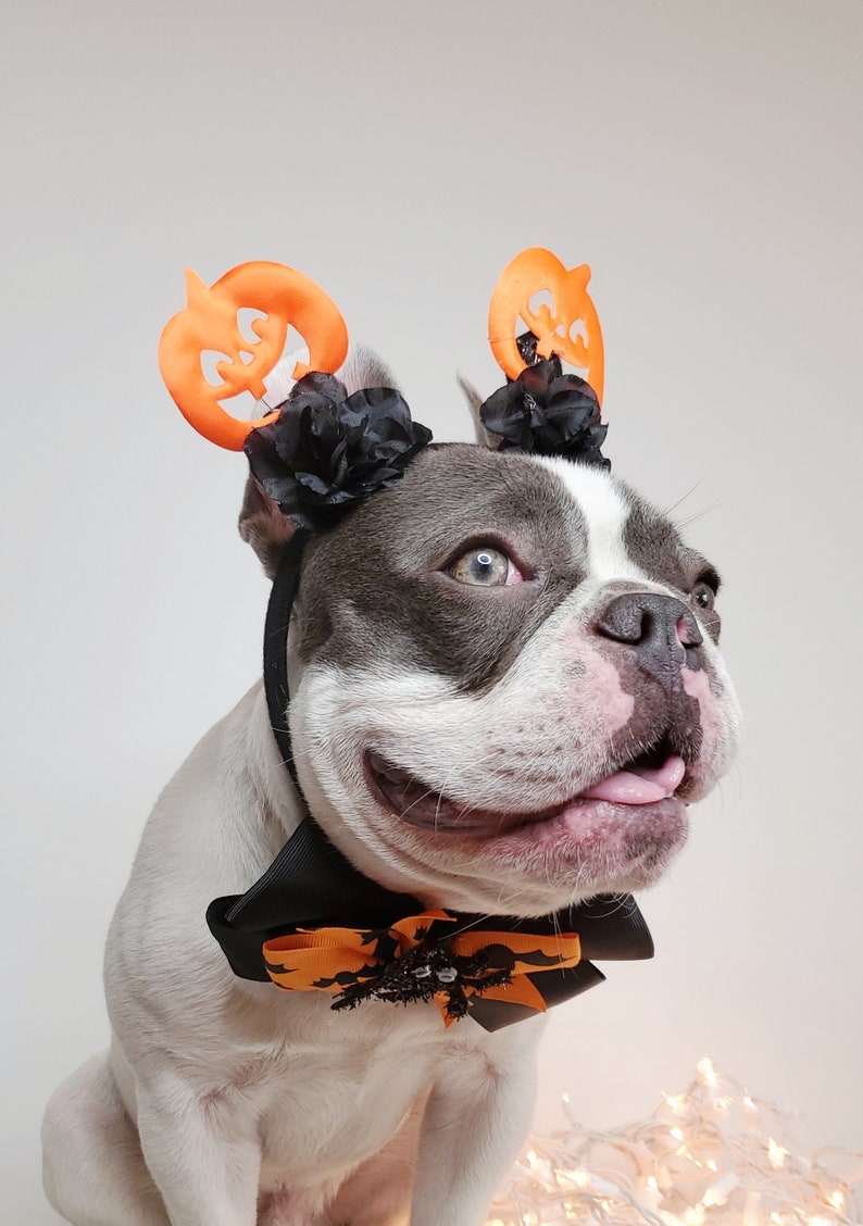 Beautiful headband and bow tie /Halloween costume/Dog costume / image 5