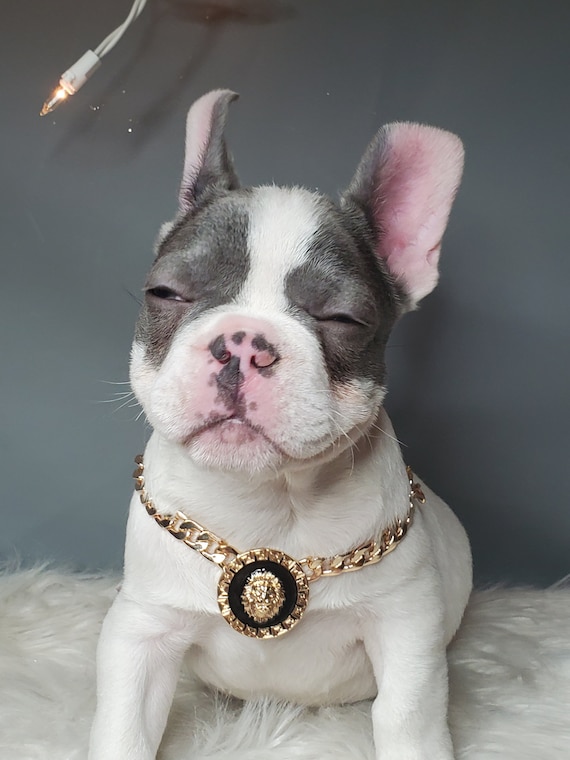 Supper Cute Dog Neck Chain Gold Color jewelry for Dogs Dog Gold Collar Etsy Canada