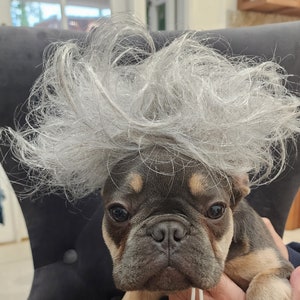 Beetlejuice wig for dog /Grey color wig / Halloween pet wig / Costume dog wig / image 2