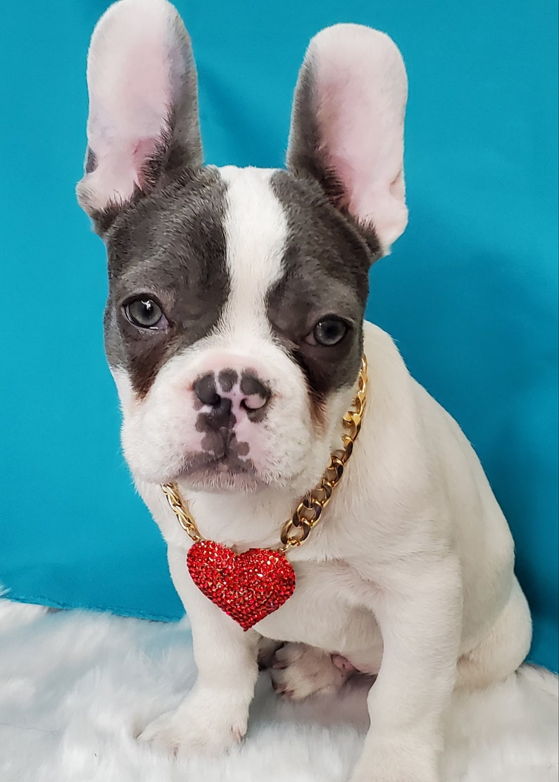 Supper cute dog neck chain gold color with red heart Frenchie color jewelry