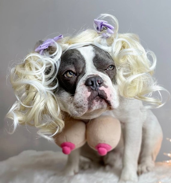 Pet Wig Blond Color for Dog or Cat Dog Costume Cat Costume Pet Costume Halloween Pet Costume Etsy UK