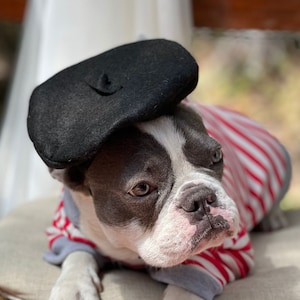 Beret  hat  black  color  for dog or cat /Hat for dogs/Beret for dogs /