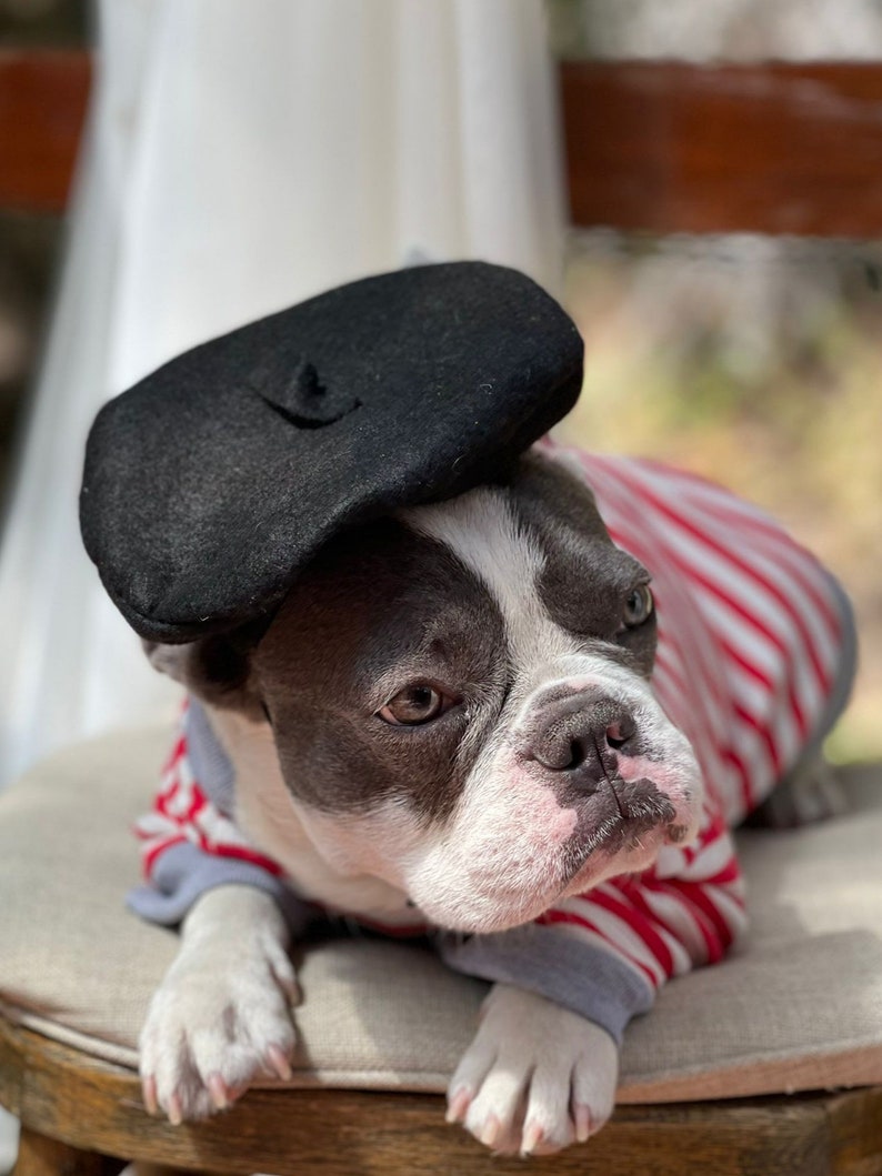 Beret Hat Black Color for Dog or Cat /hat for Dogs/beret for Etsy