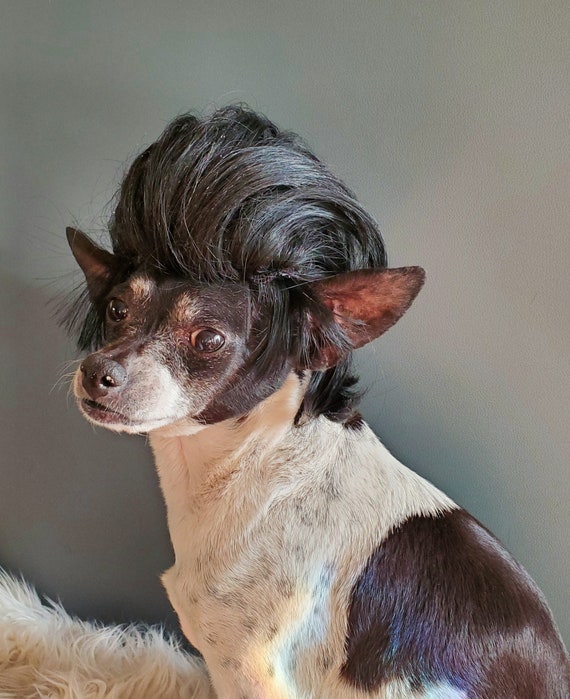 Black wig for clearance dog
