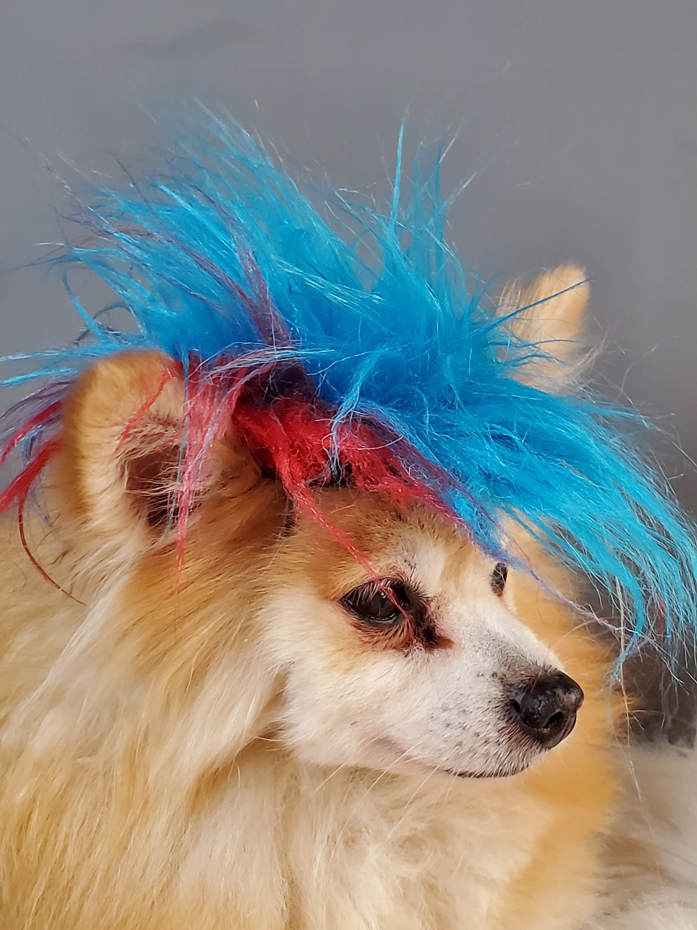 Mohawk for Your Pet Halloween Dog Costume cat Mohawk dog Costume Etsy Canada