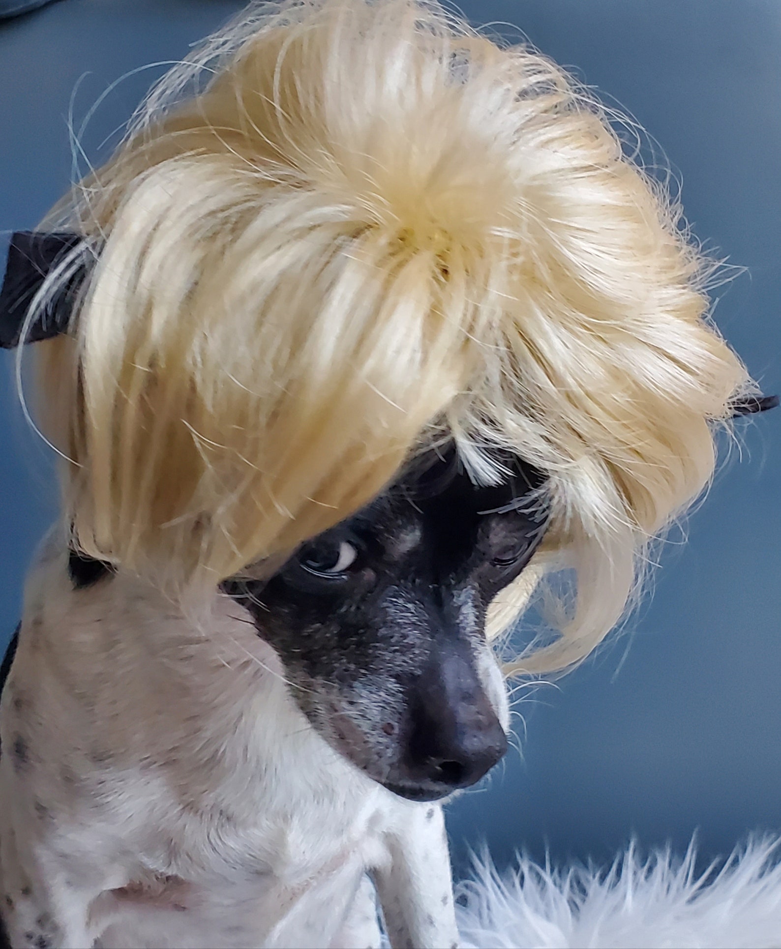 Pet Wig Blond Color for Dog or Cat/halloween Costume / - Etsy