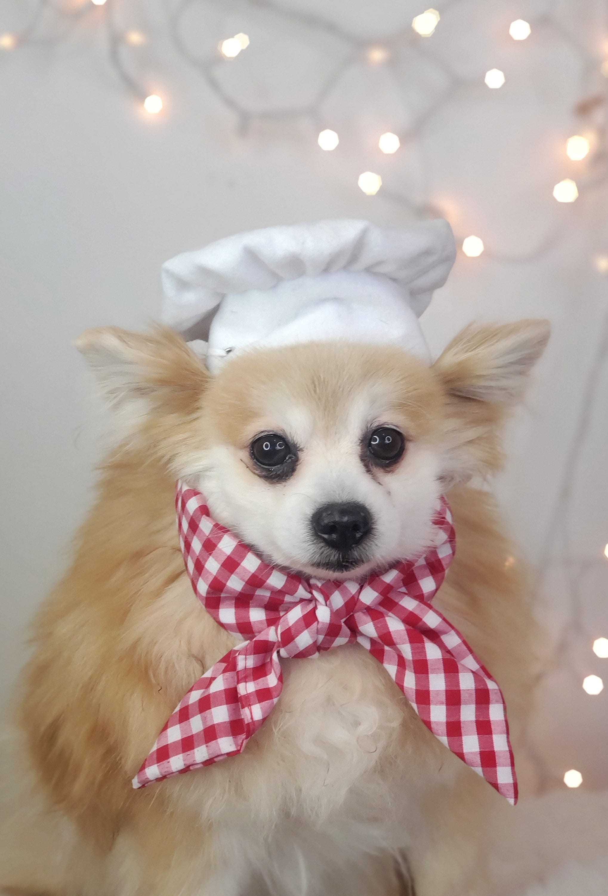 Chef Dog Hat Chef Hat for Cat chef Hat for Pets Etsy Canada