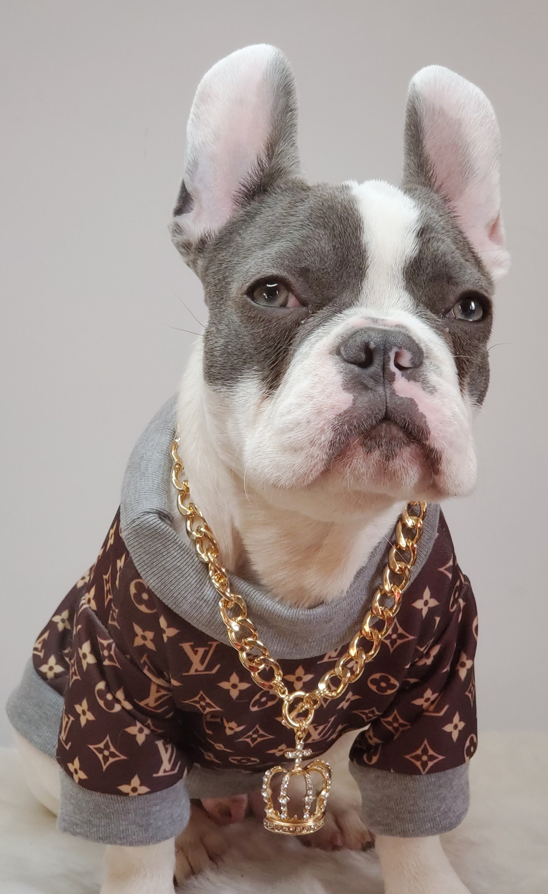 louis vuitton custom pet name collar frenchie dog