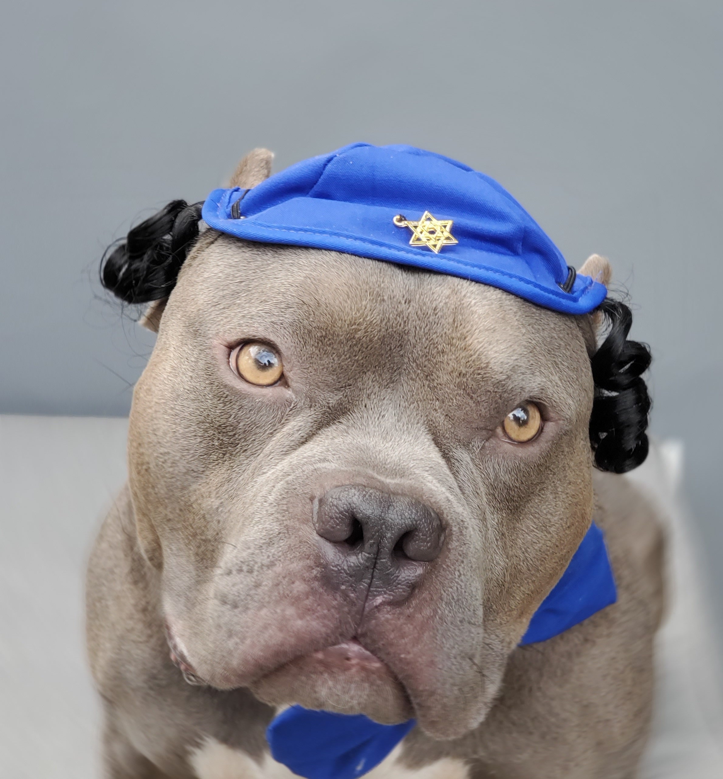Hanukkah Dog Kippah and Bow Tie, Big Dog Hat With Star - Etsy Finland