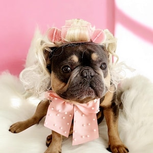 Hundperuk med rullar | Halloween-kostym för husdjur