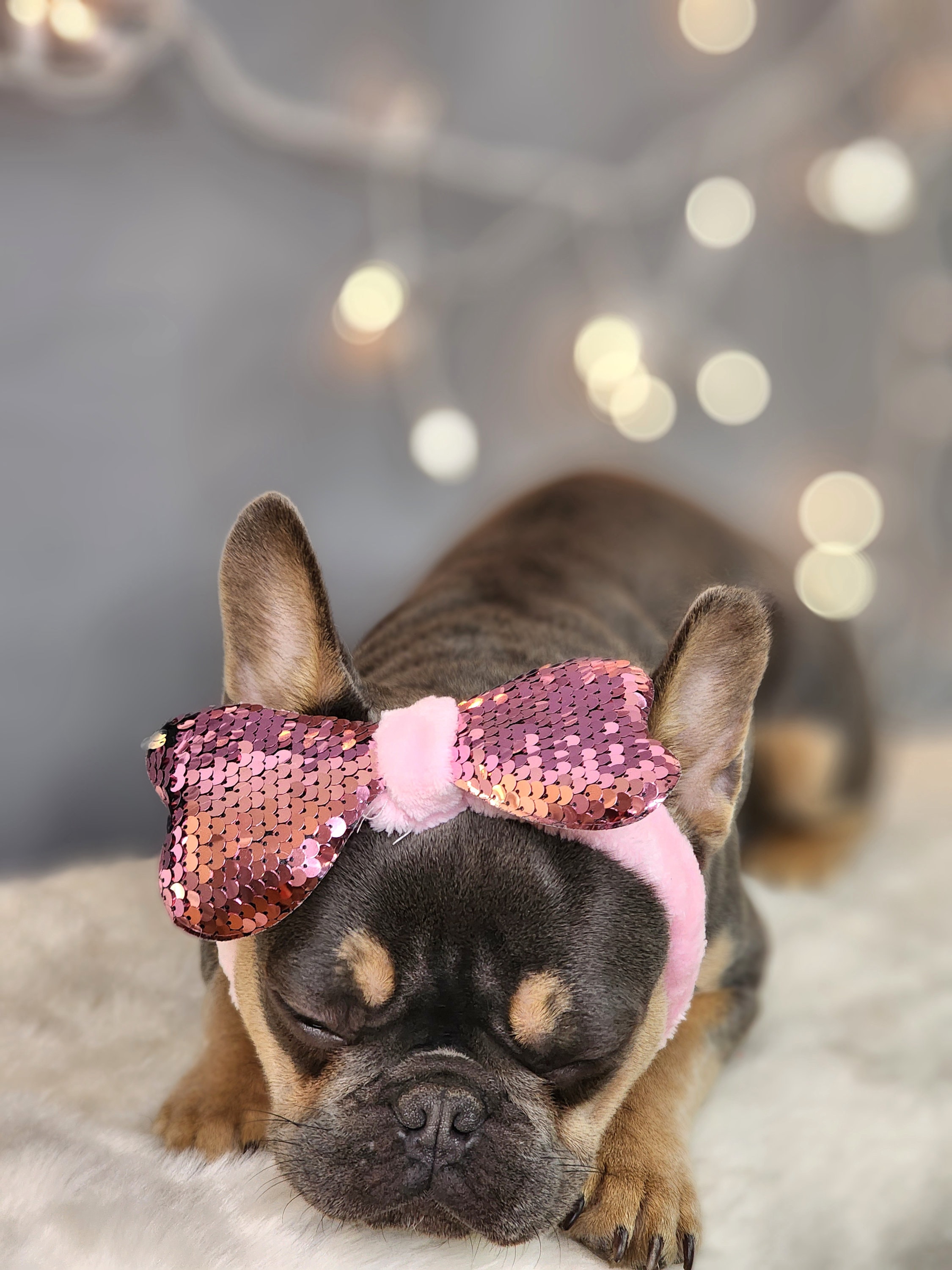 新品 オリバーガル OliverGal Headband Frenchie 新品 オリバーガル