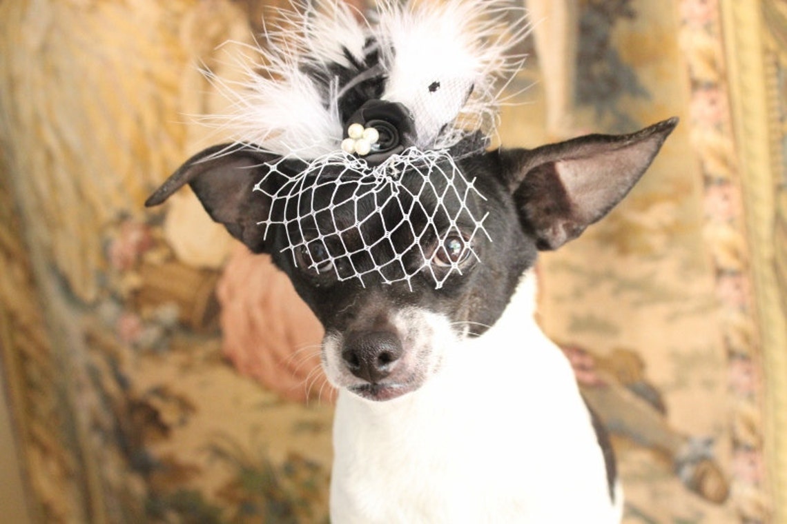 Cute Black Color Mini Hat for Dog or Cat /hat for Dogs /hat Etsy