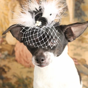 Cute black color mini hat with black and white color feather and flowers for dog or cat image 2