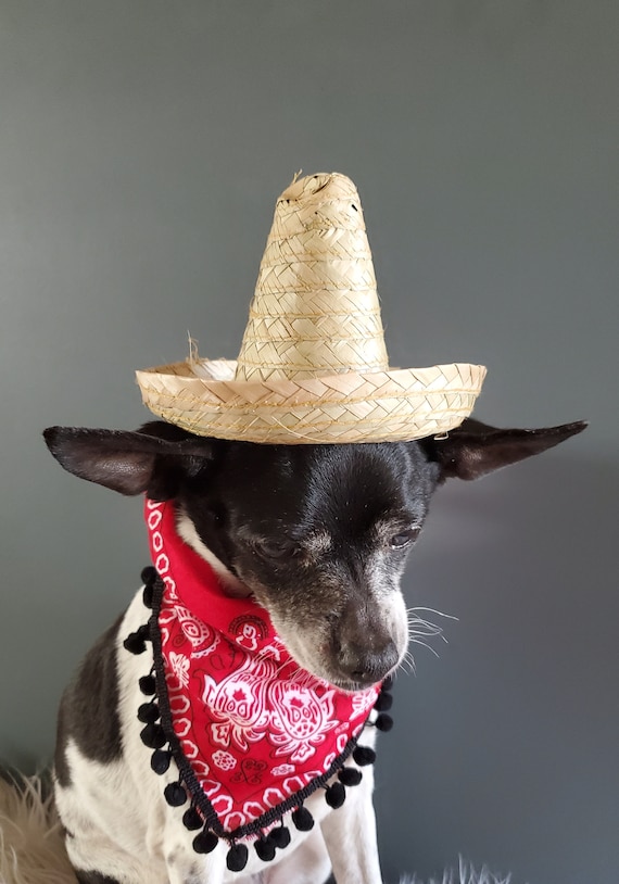 Cute sombrero hat for dog or cat / sombrero hat for dogs / | Etsy
