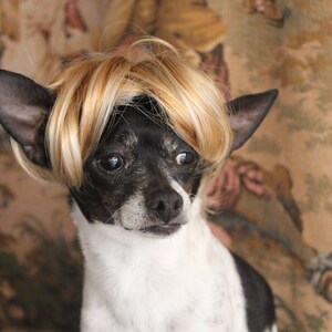 Pet blond wig for dog or cat /Halloween dog costume / Dog costume / Cat costume / image 4