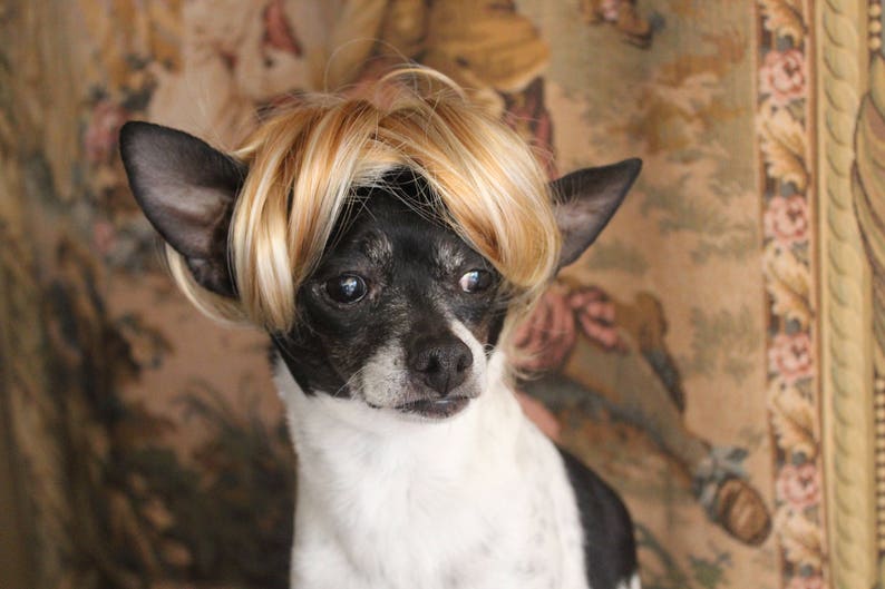 Pet blond wig for dog or cat /Halloween dog costume / Dog costume / Cat costume / image 4