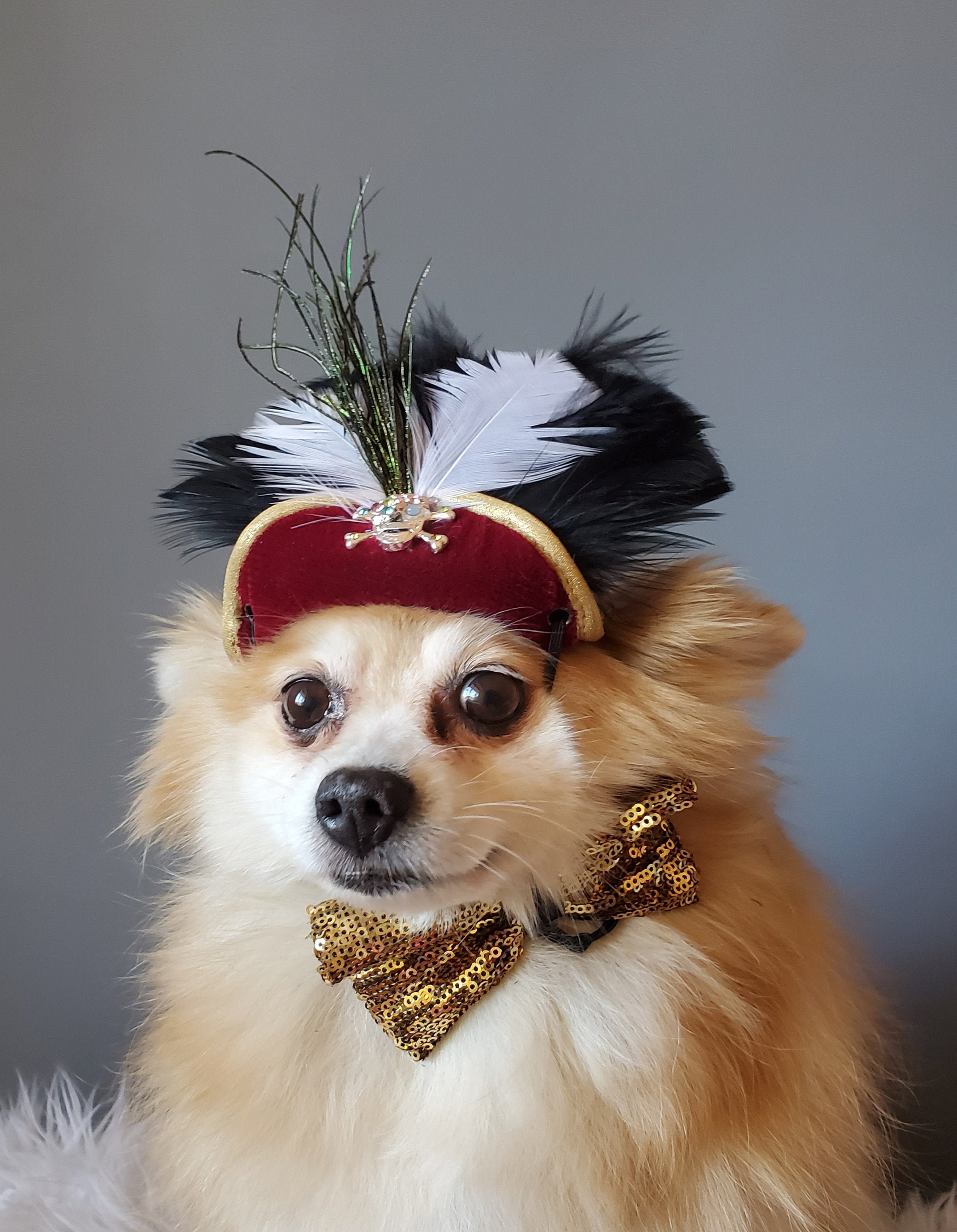 Pirate Hat for Dog or Cat With Feather 