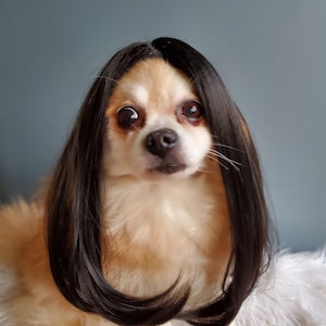 Cute pet wig black color dog or cat/Halloween dog wig/Costume dog wig /Dog costume / Cat costume / image 2