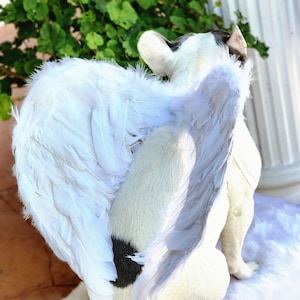 Halloween Angel wings for dogs white color  /dog costume feather wings  for   Large dogs / Halloween costume/