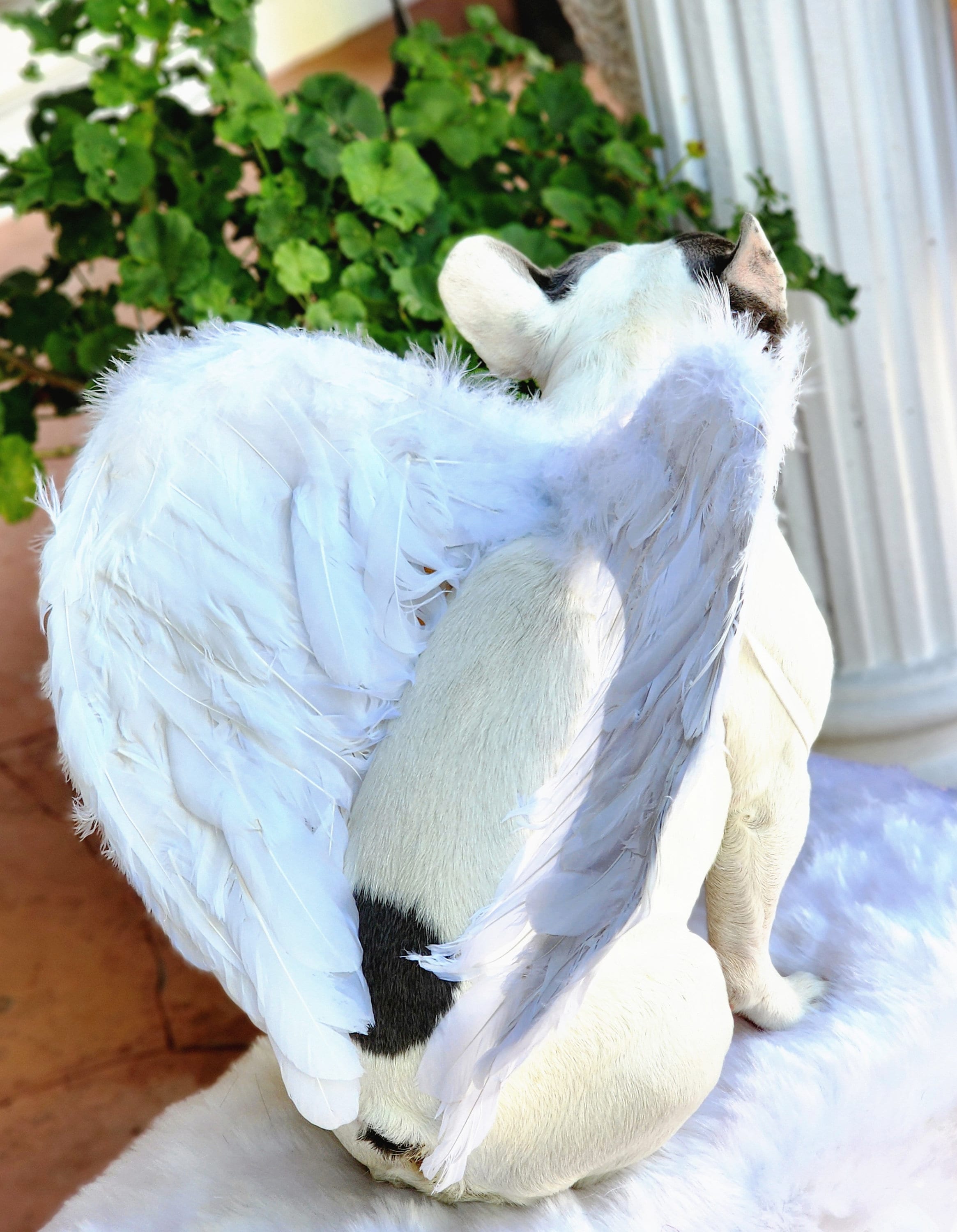Halloween Angel Wings for Dogs White Color /dog Costume Etsy