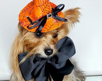 May include: A small dog wearing a Halloween witch costume. The costume includes an orange witch hat with a purple spiderweb design and a black bow. The dog has long, brown and tan fur.