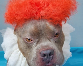 Clown costume for your pet set wig and  neck/Dog costume/Pet costume /Clown costume/