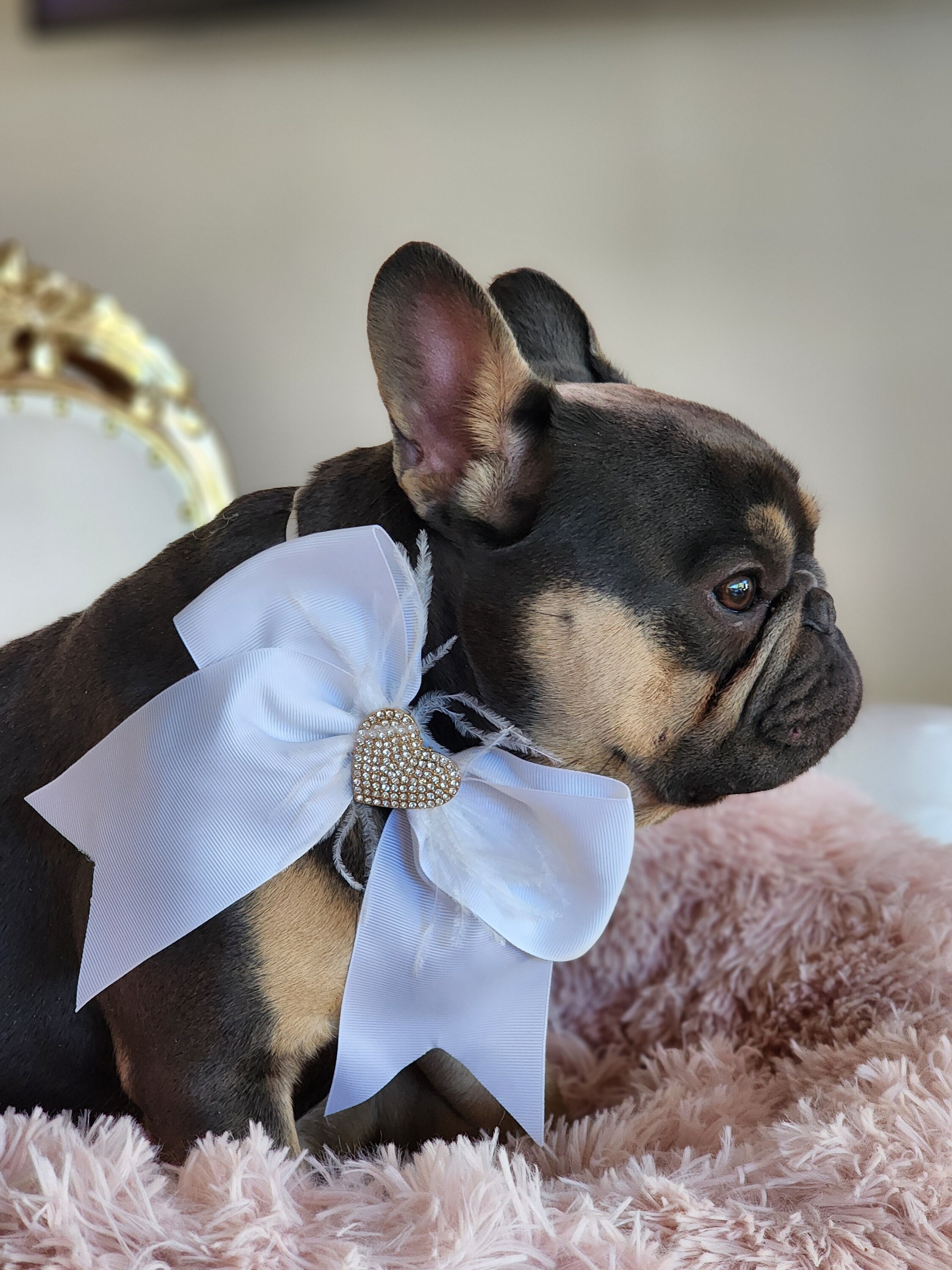 10 Stück Valentinstags-Hundekrawatten Mit Fliege & Rosa Rose | Verstellbare Halsbänder 20-38 Cm | Für Kleine & Mittelgroße Hunde