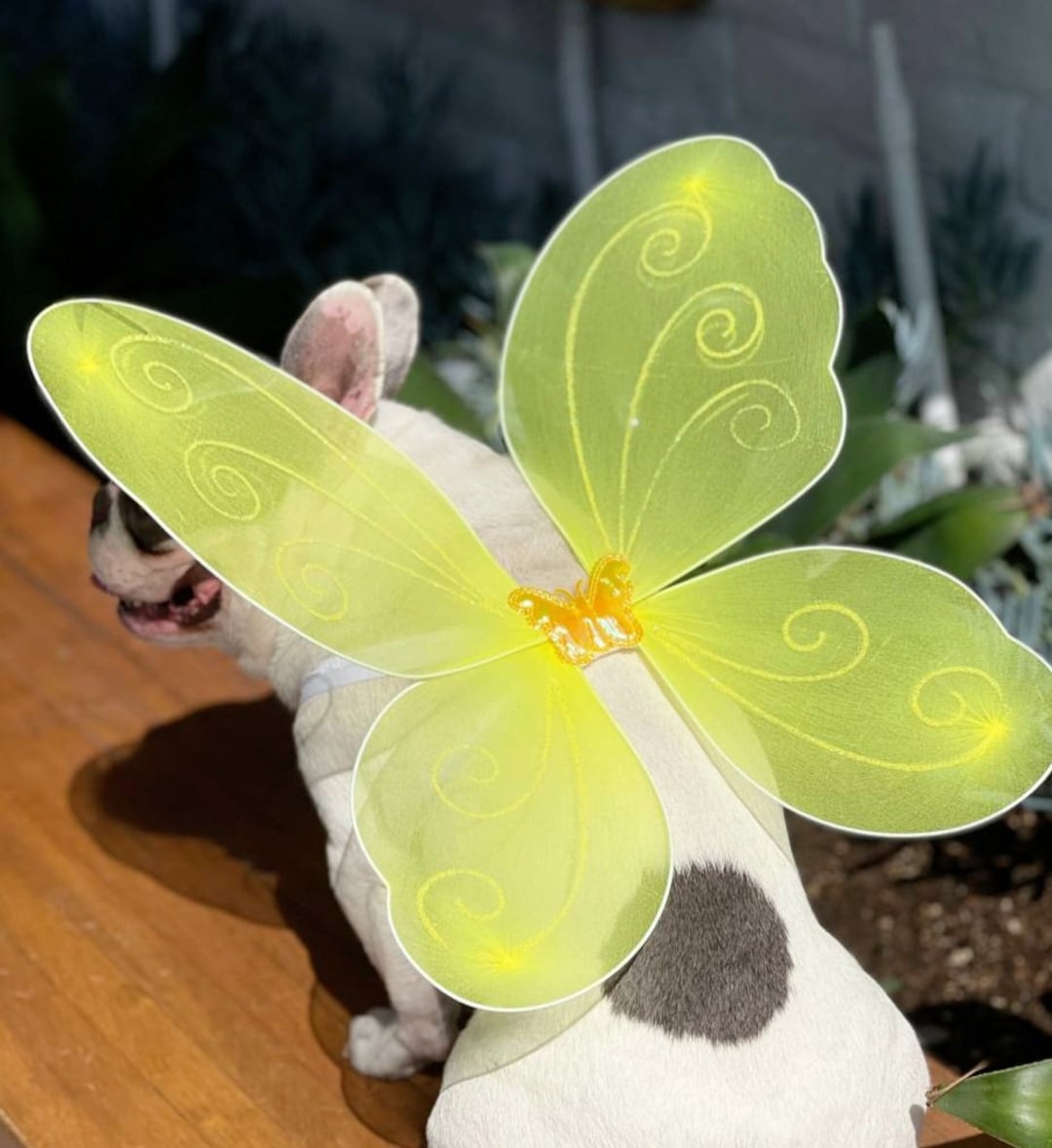 Dog Costume Butterfly Wings for Pet / Halloween Costume/dog Costume