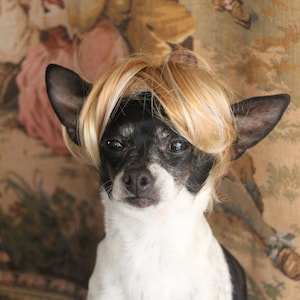 Pet blond wig for dog or cat /Halloween dog costume / Dog costume / Cat costume / image 5