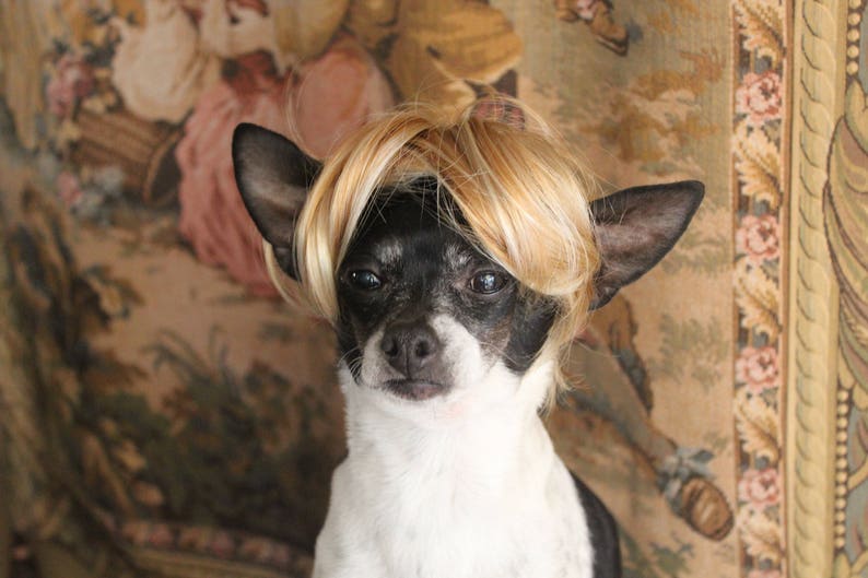 Pet blond wig for dog or cat /Halloween dog costume / Dog costume / Cat costume / image 5