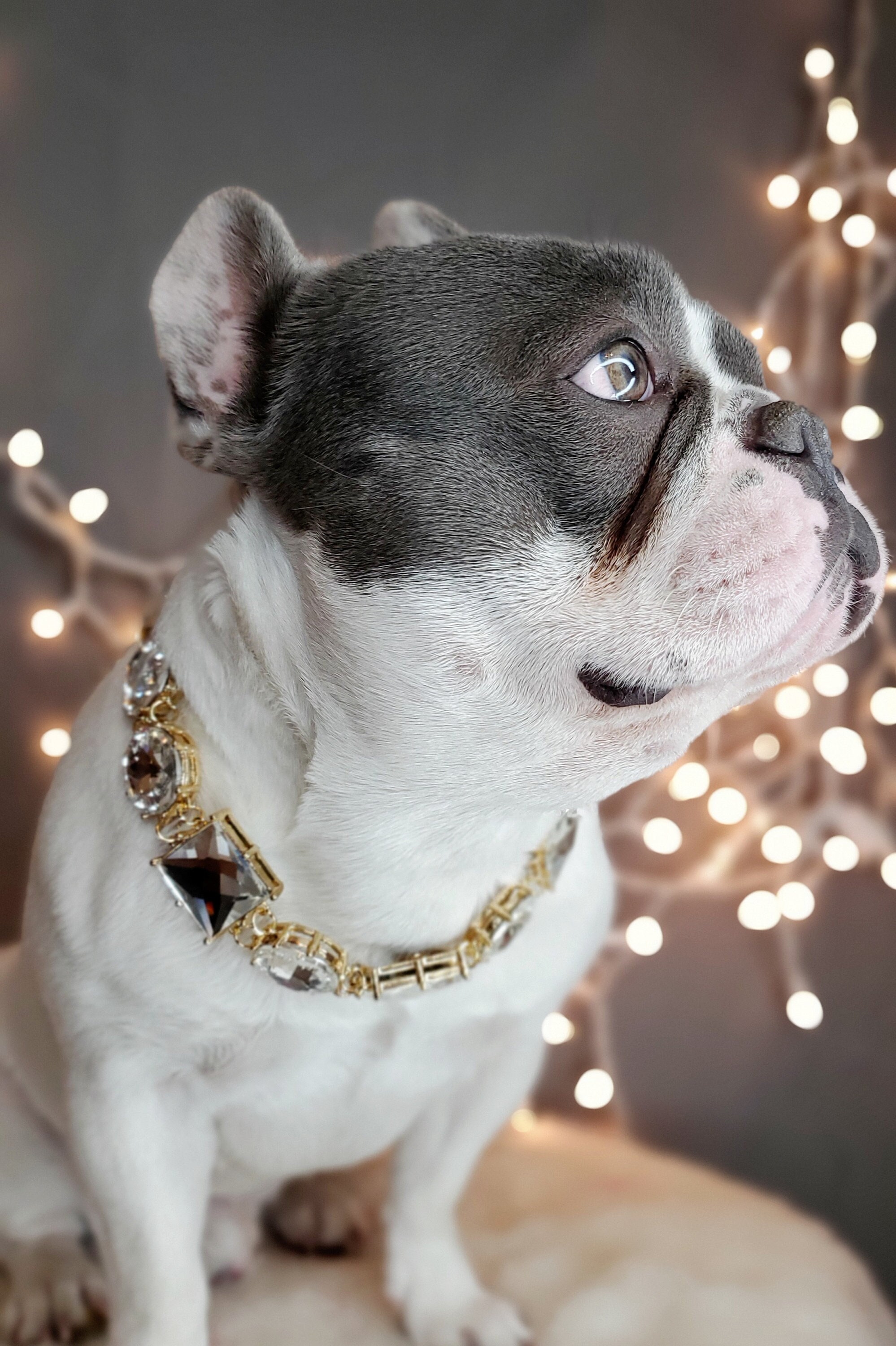 Chain Collar for Dogs - Dog Necklaces - Sanity Jewelry for Your Pup!