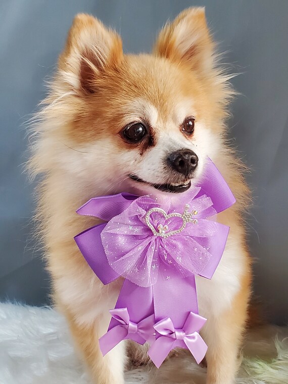 Lavender dog color discount