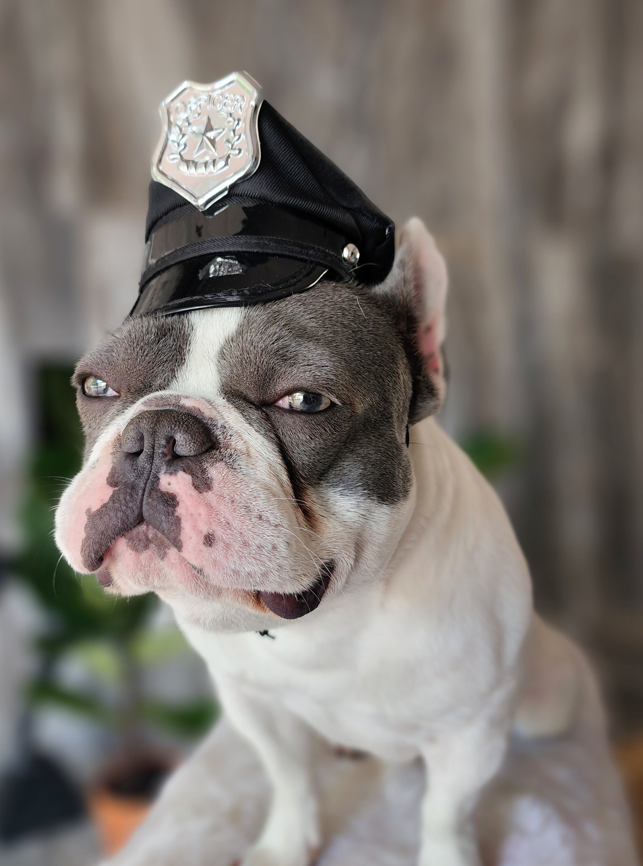Police Pet Hat: Small Dog Costume, Halloween Outfit - Etsy