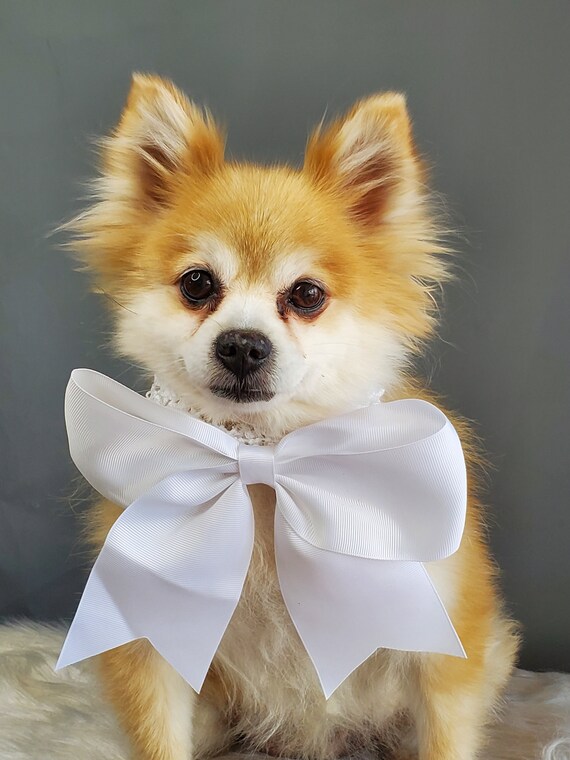 White Color Bow Tie Dog Halloween Bow Dog Neck Tie Pet Bow
