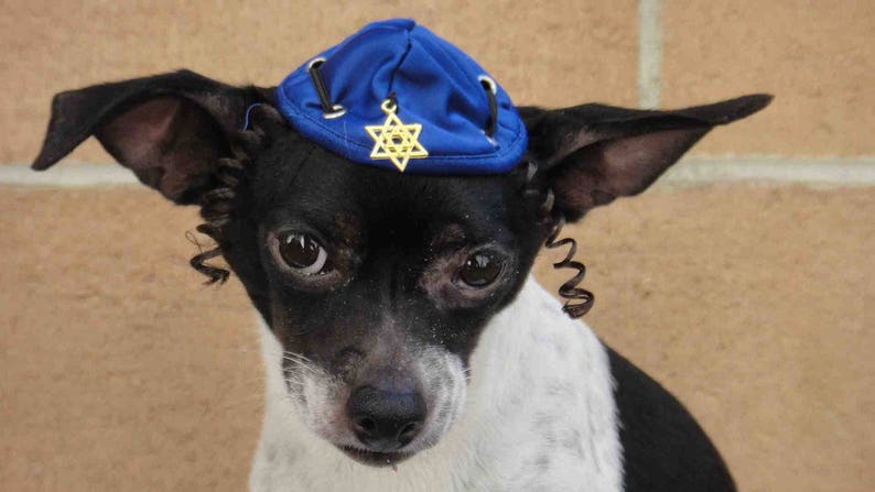 Hanukkah hat for dog or cat /Hanukkah gift /Dog costume / image 2