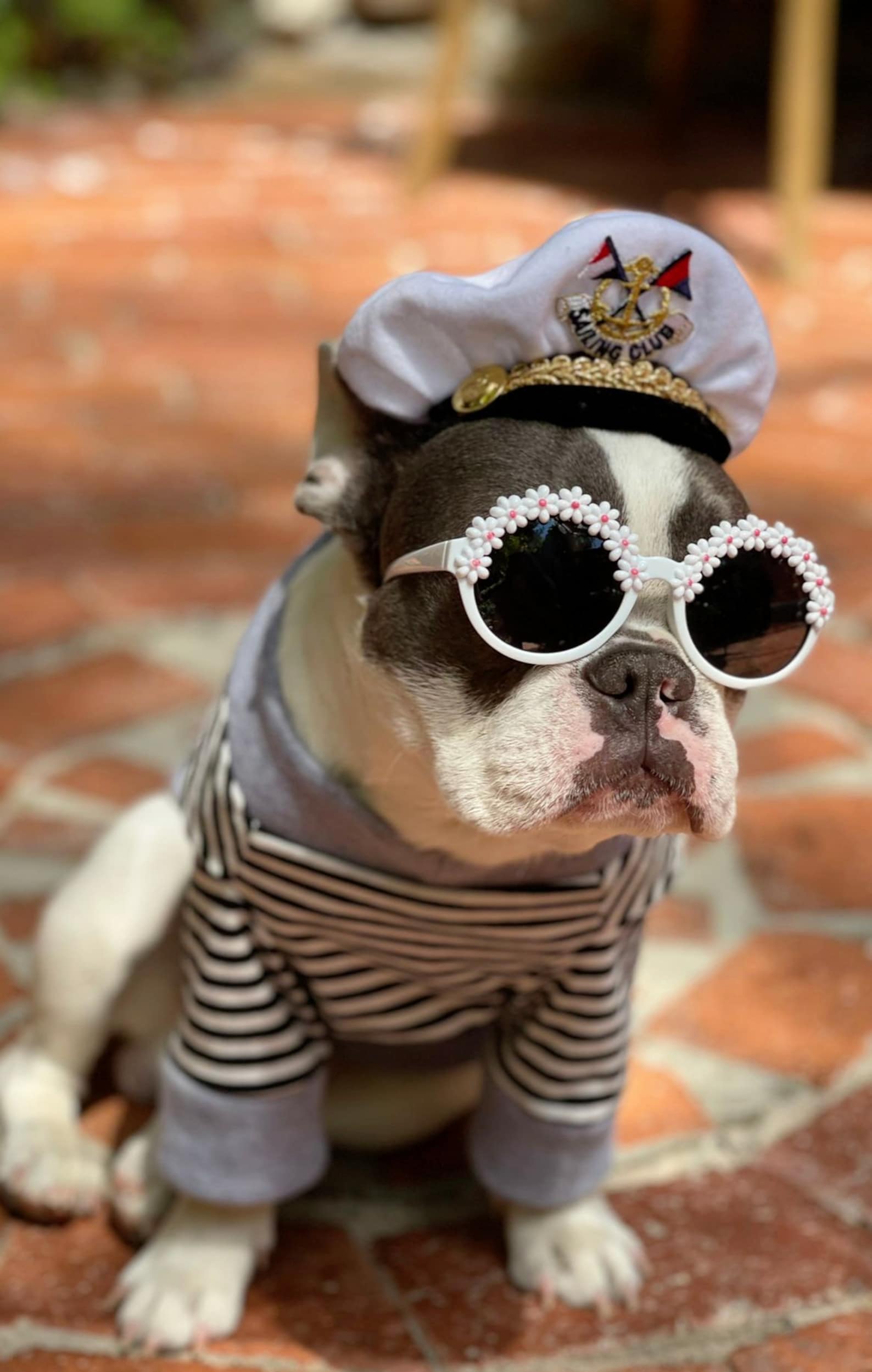 Captain Hat for Dog or Cat Small Animal Doll /halloween Pet Etsy