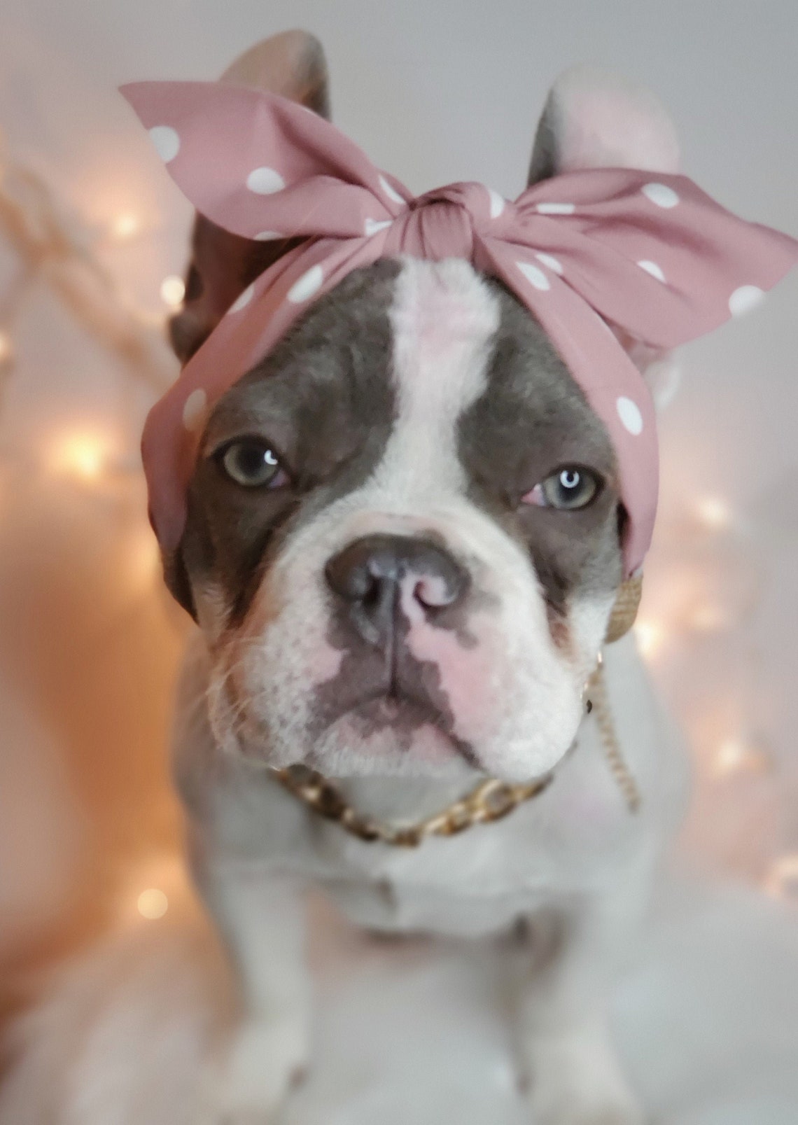 Headband for dog or cat /headband for dogs/Pet gift/ Etsy