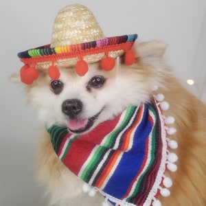 Mexican costumes for clearance dogs