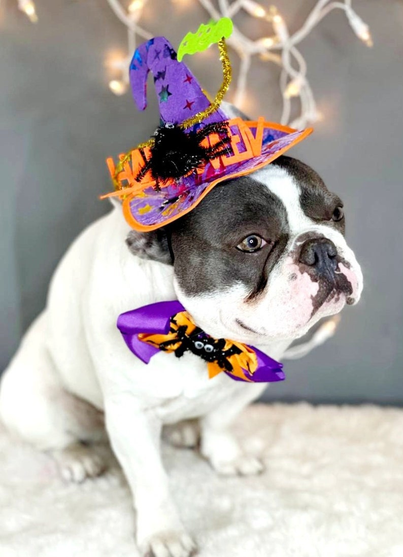 Sombrero de bruja para perro/ Sombrero de Halloween color negro con pajarita/Disfraz de perro/Disfraz de Halloween/Disfraz de Halloween de gato/Disfraz de perro imagen 1