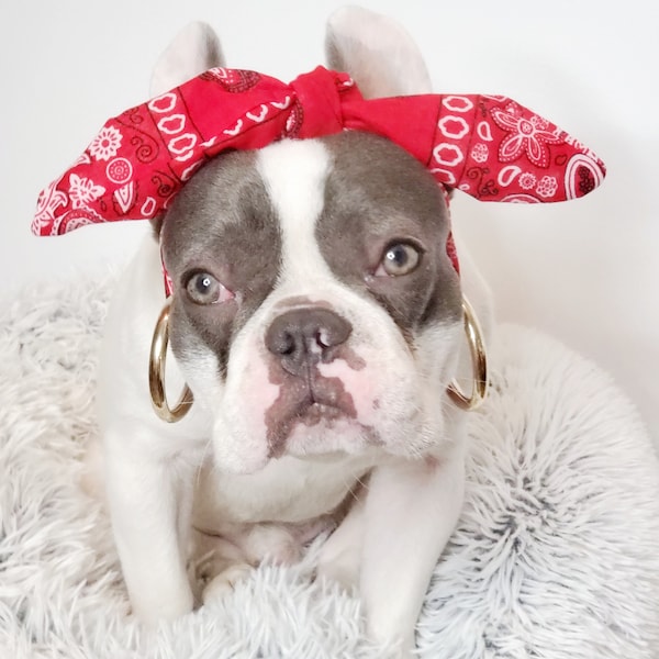 Dog Headband - Etsy