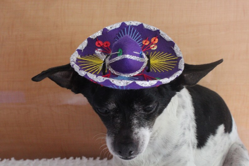 Cute sombrero hat for dog or cat