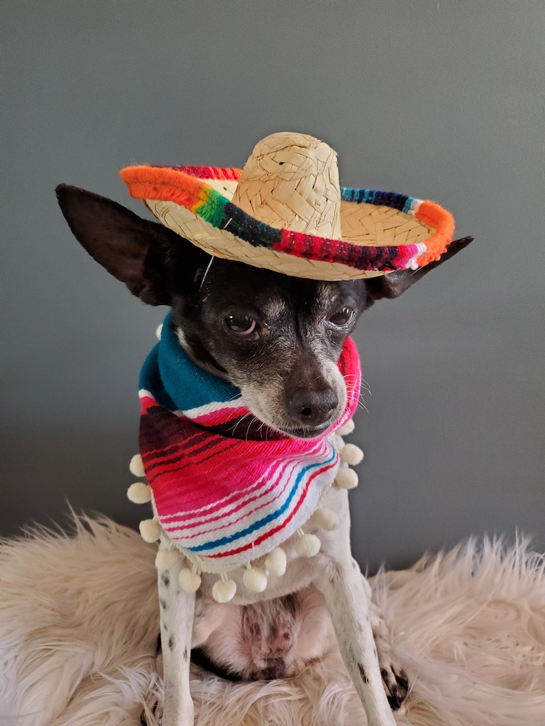 Set sombrero hat and bandanna scarf for dog or cat/ Halloween pet costume/ image 8