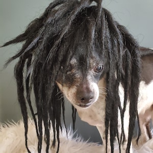 May include: A small, black and white dog wearing a long, black dreadlock wig. The dog is looking down and has a serious expression on its face.