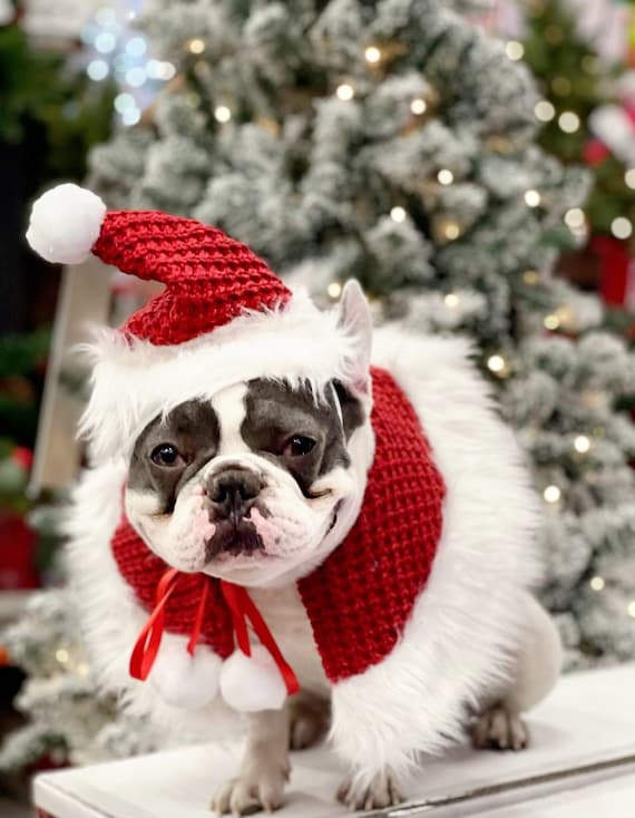 COSTUME PÈRE NOËL POUR CHIEN