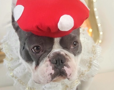 Dog goomba costume Etsy